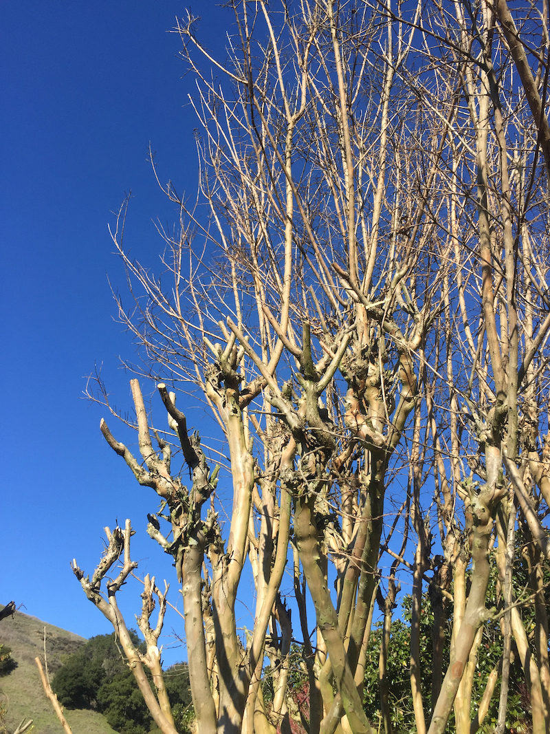 pruning crape myrtle (1).jpg